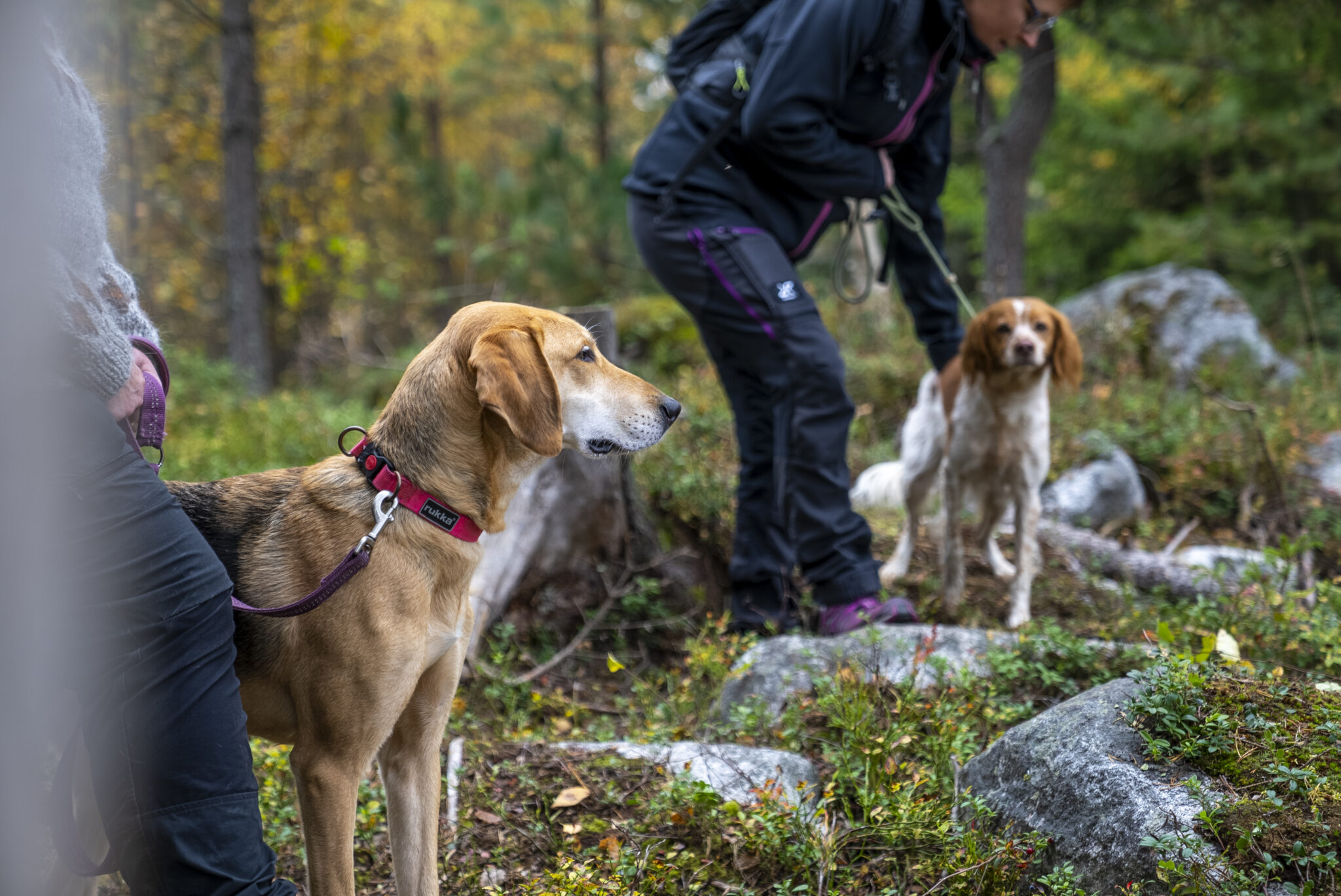 Hundar och vandrare i skog
