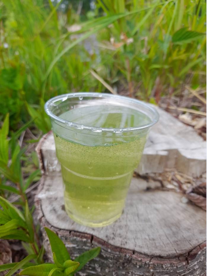 cyanobakterier i ett vattenglas